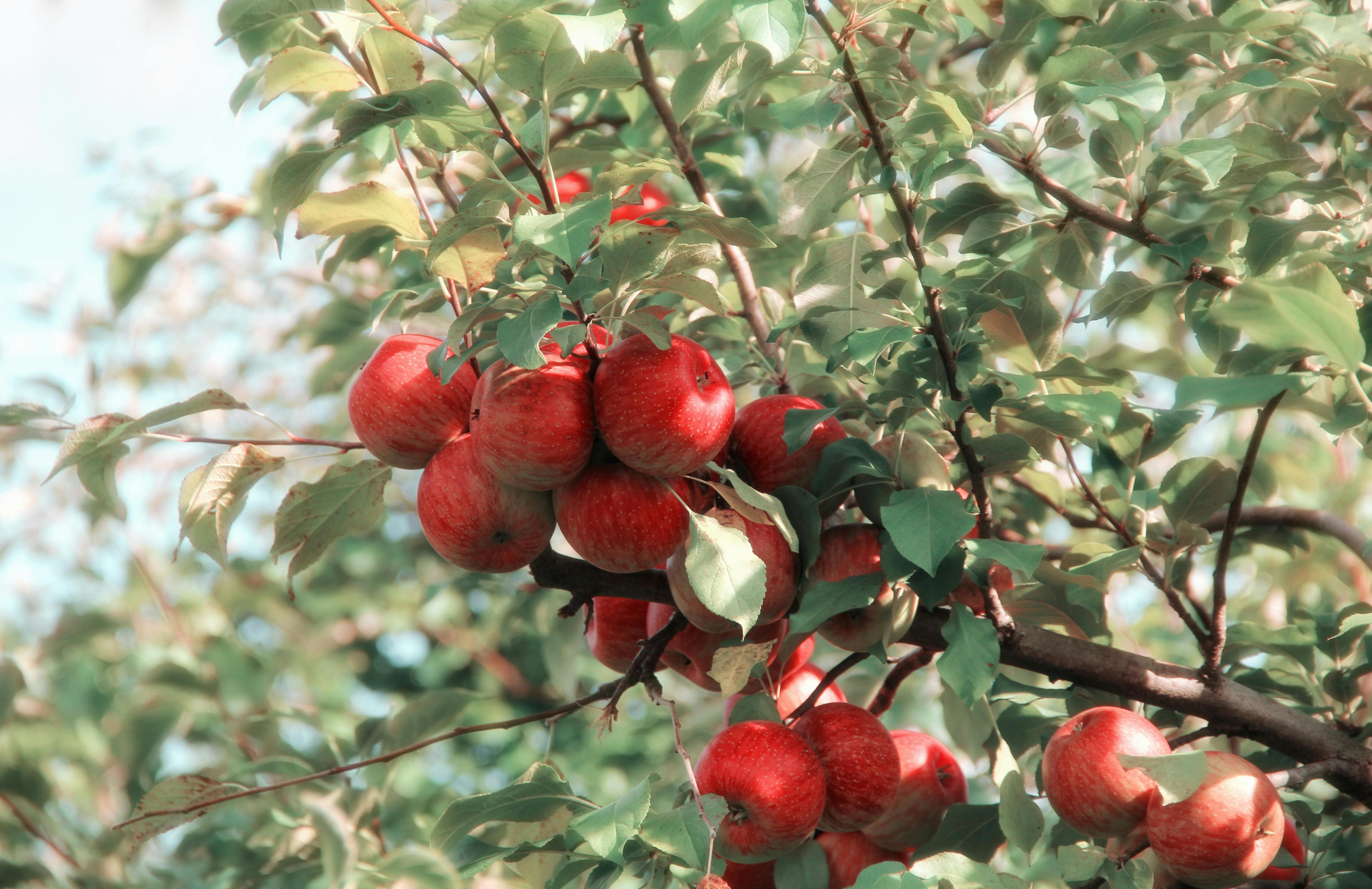 Buah Batu